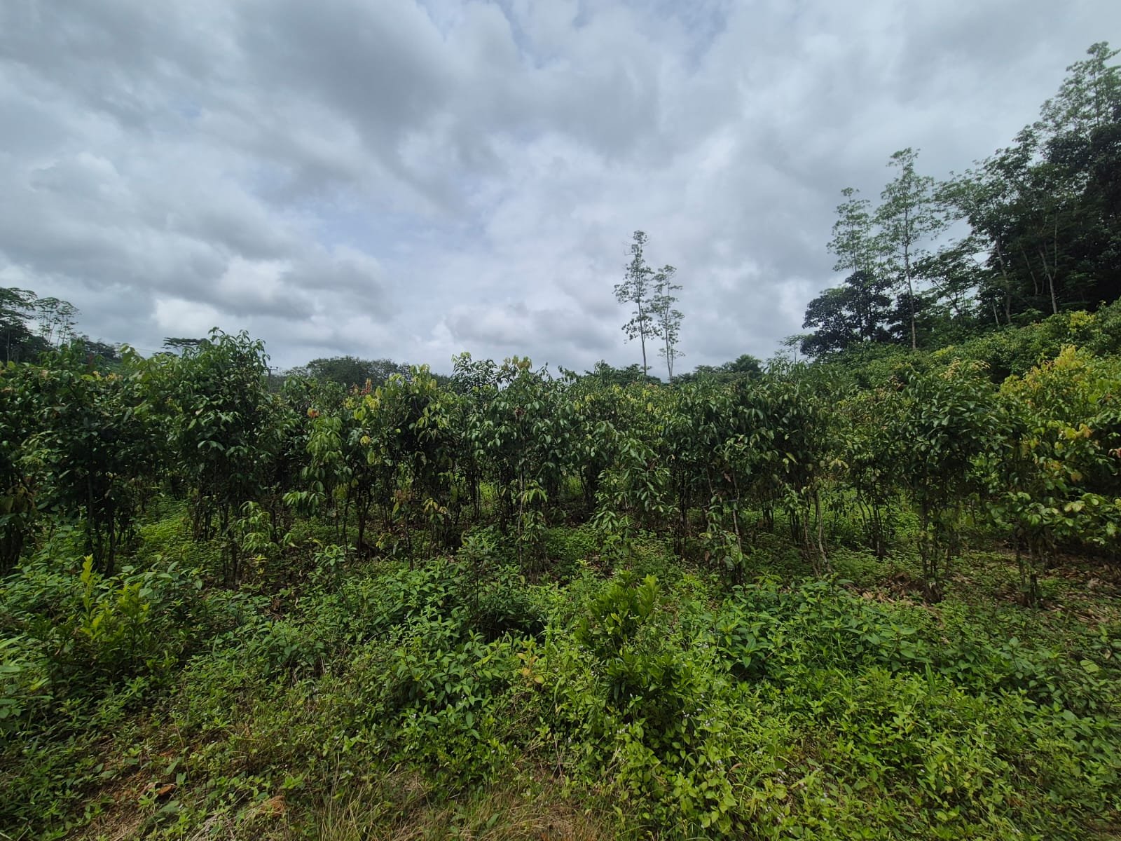 Plantación de canela en Sri Lanka
